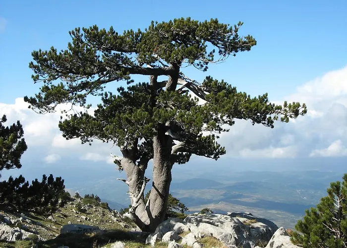 Bed & Breakfast Via Roma Viggianello