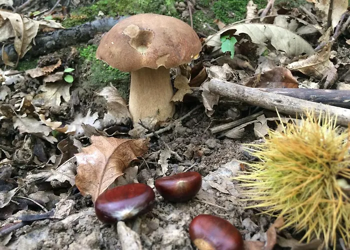 Via Roma 3* Viggianello